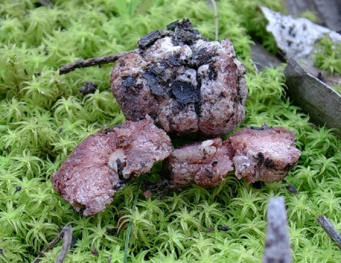 607 Marzo vecchio ritrovamento